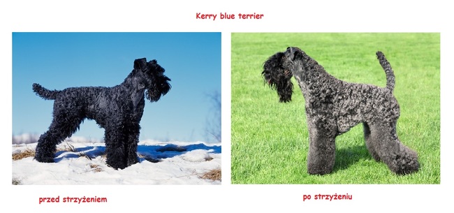 pielęgnacja kerry blue terriera 