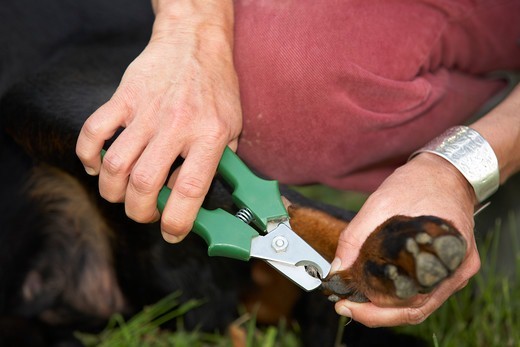obcinanie pazurów u psa rottweilera obcinanie pazurów u psa rottweilera
