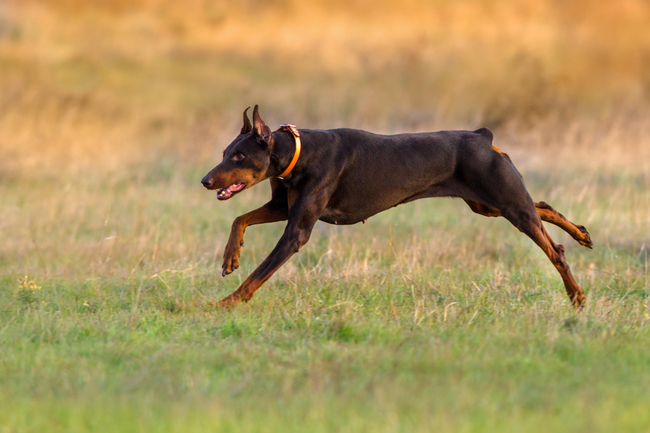 pielęgnacja dobermana to dbałośćo ruch