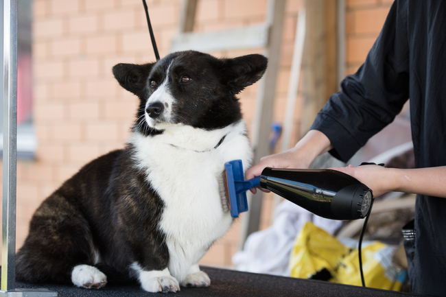 pielęgnacja welsh corgi cardigana