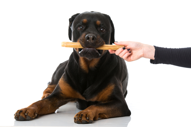 pielęgnacja rottweilera to usuwanie kamienia nazębnego na zębach psa