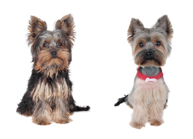 yorkshire terrier przed i po wizycie u groomera