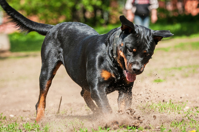 prawidłowa pielęgnacja psa rottweilera