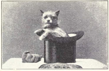 Pies Affenpinscher z 1915 roku