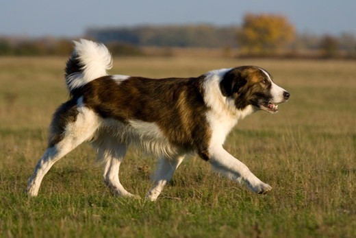 Aidi (Owczarek z gór Atlas)
