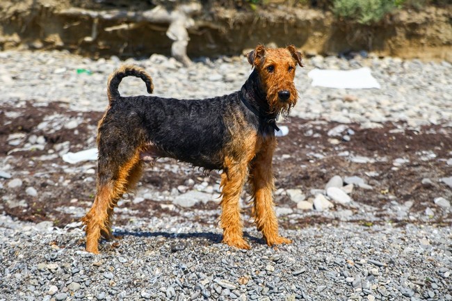 Co powinieneś wiedzieć o Airedale Terierach