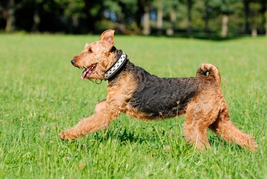 suczka airedale terriera