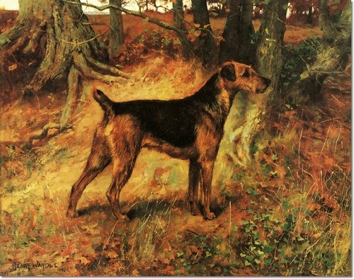 airedale terrier z 1897 roku