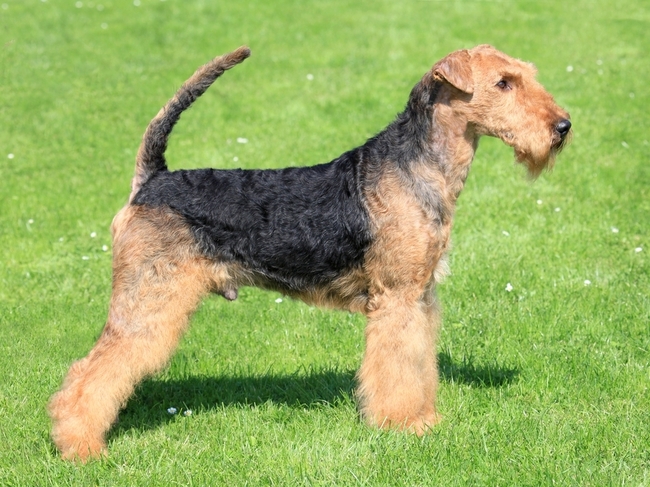 Pies rasy Airedale terrier z III grupy FCI