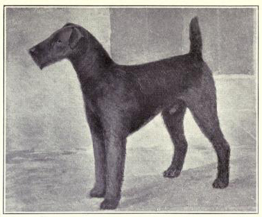 Historia Airedale Terrier, airedale terrier z 1915 roku