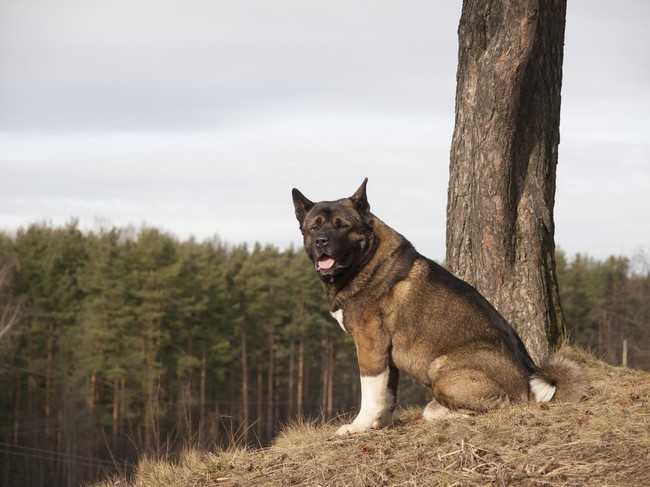 Akita amerykańska (duży japoński pies)