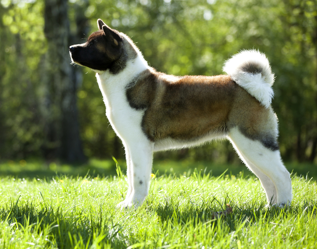 Psy rasy Akita amerykańska