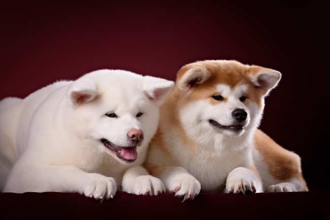 dwa psy rasy akita inu