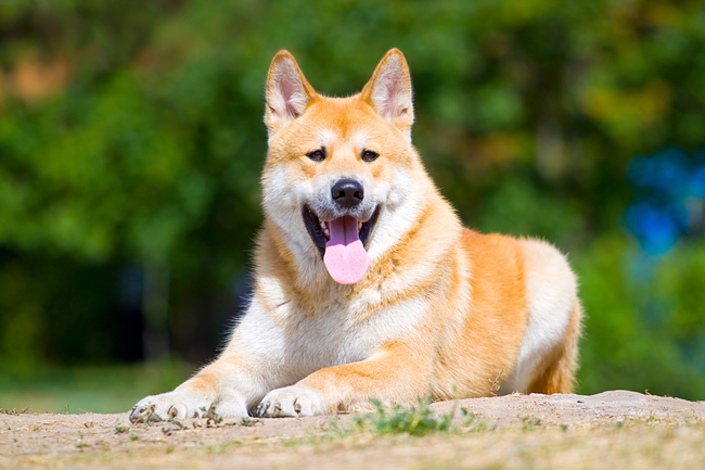 akita inu opis rasy psów