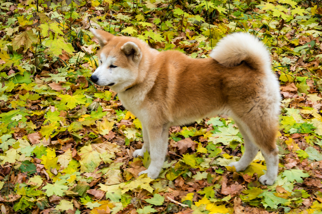 akita inu opis rasy psa
