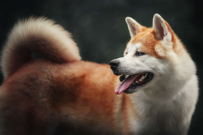 profil akity inu