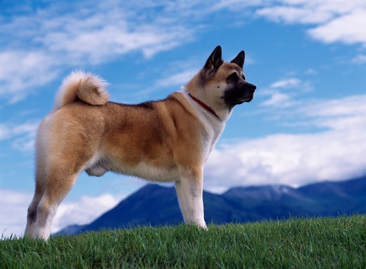 Pies rasy Akita inu Japońska rasa psów AKITA INU