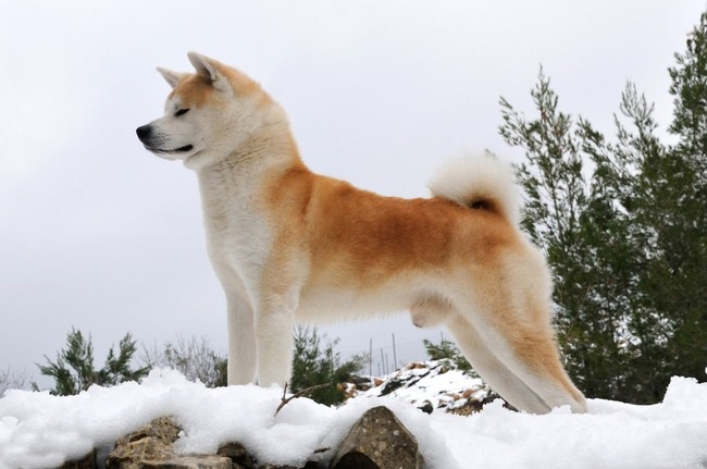 historia rasy akita inu
