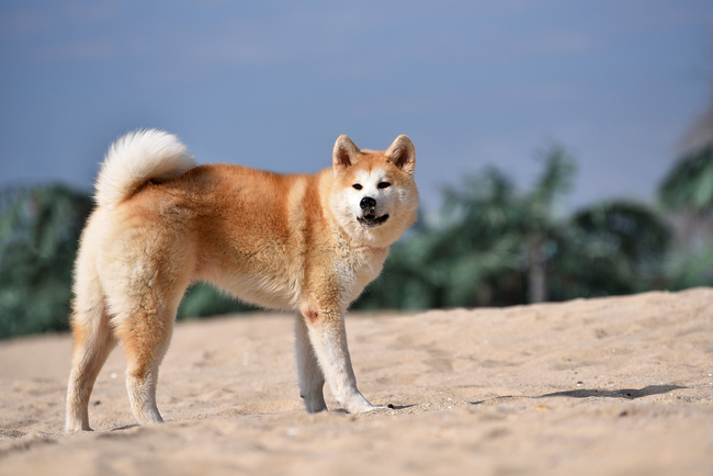 choroby akita inu
