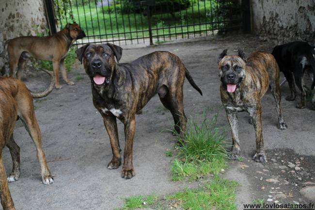 Rasa Alano espanol Alano espanol (DOGUE ESPAGNOL)