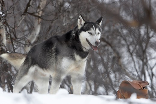 Pies Alaskan husky