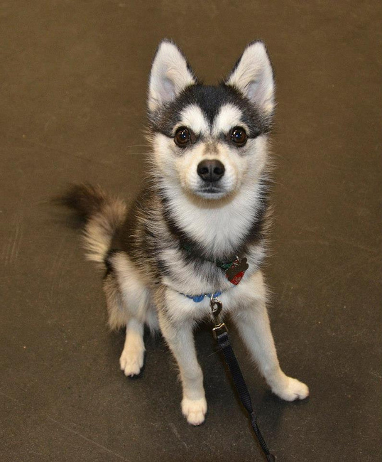 Alaskan Klee Kai Pies Alaskan Klee Kai