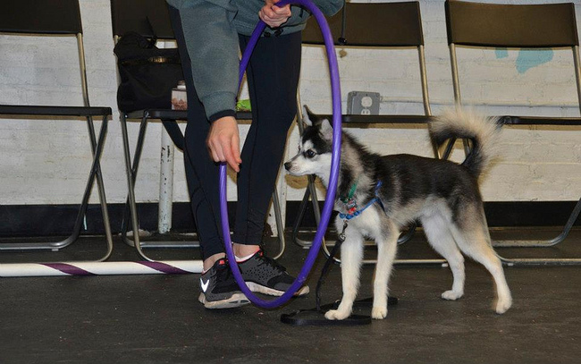 Pies Alaskan Klee Kai podczas tresury Alaskan Klee Kai podczas tresury