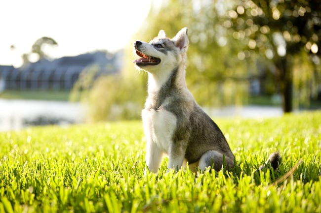 Szczeniak Alaskan Klee Kai Alaskan Klee Kai szczeniak siedzący na trawie