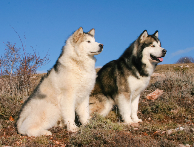 psy rasy alaskan malamute