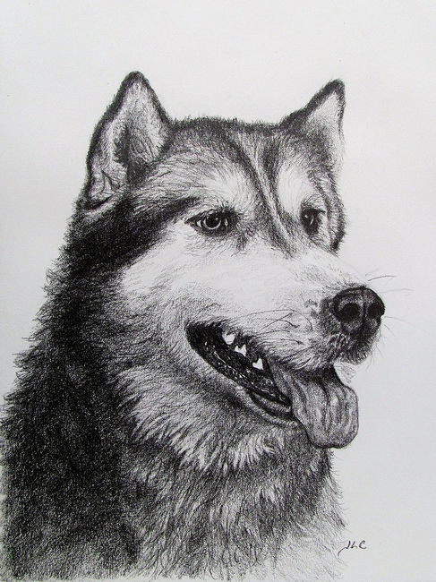 historia alaskan malamute