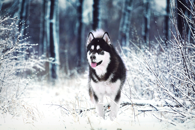 Alaskan malamute odpoczywający na trawie
