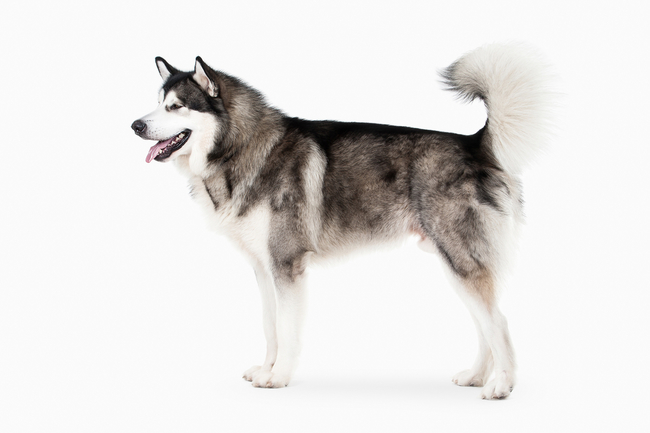 zdjęcia północnych psów zaprzęgowych alaskan malamute
