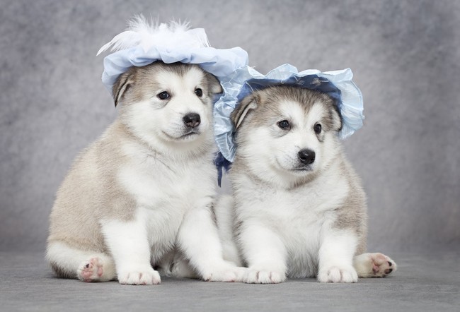szczeniaki alaskan malamute