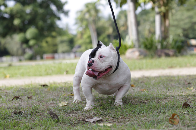 pies American Bully (Amerykański Pit Bully) 