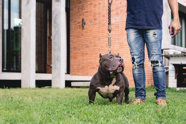 rasa american bully