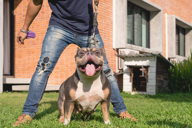 suka american bully