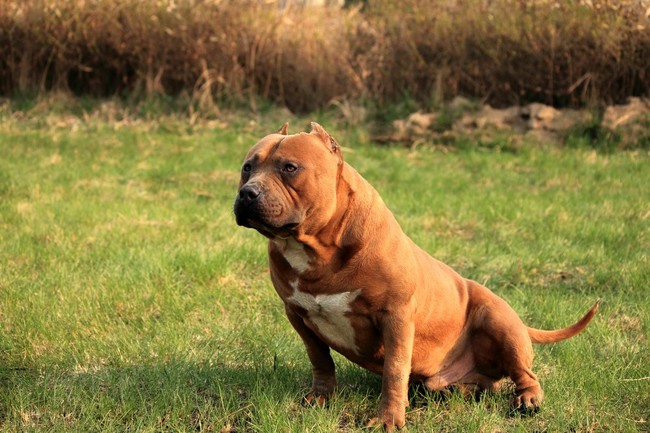 rasa psów american bully