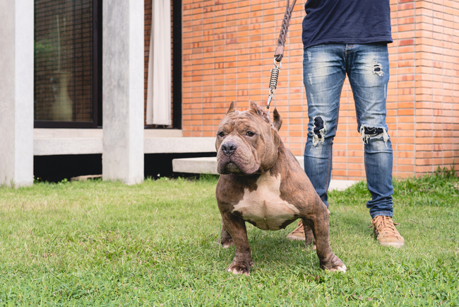 rasa psów american bully