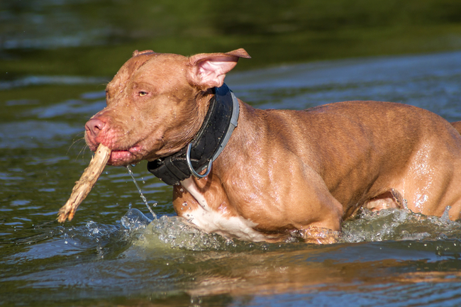ile kosztuje pit bull red nose