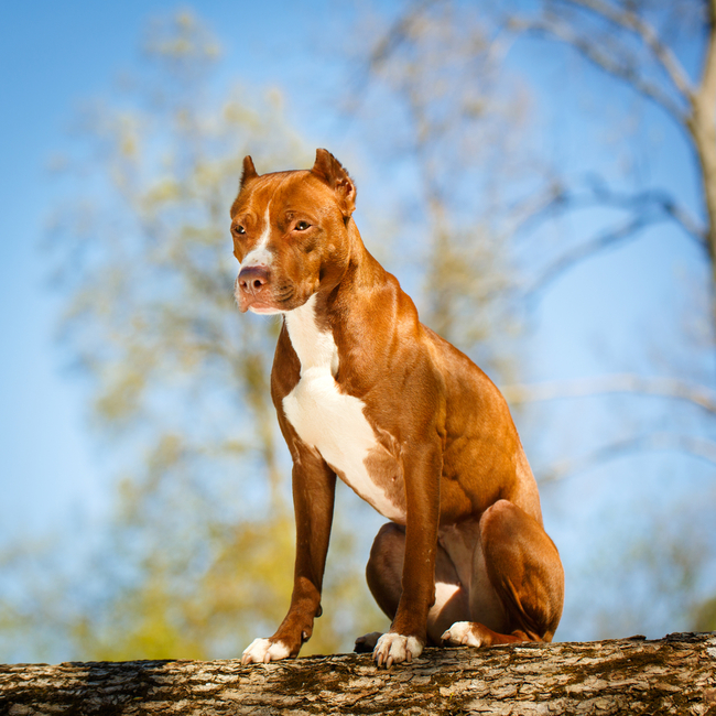 suczka American Pit Bull Terier