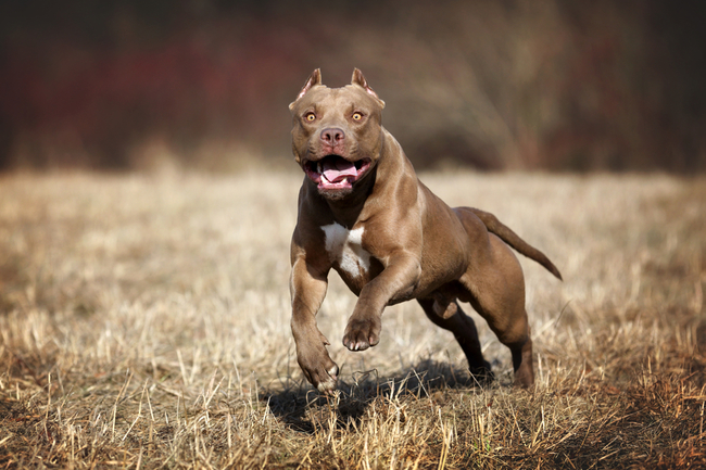 American pit bull terrier (Amerykański pitbulterier) 