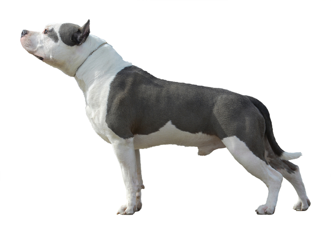 ile kosztuje american pit bull terrier