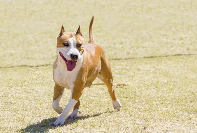 zanim kupisz psa rasy American Staffordshire Terrier