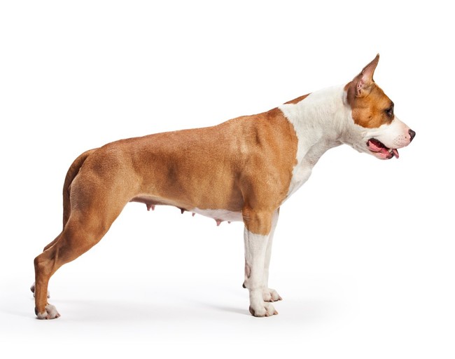 teriery - suczka american staffordshire terriera