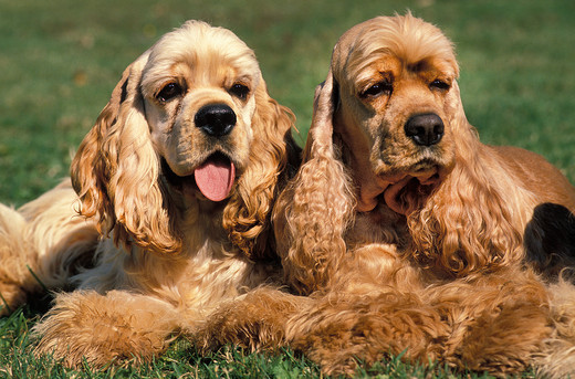 Amerykański cocker spaniel, pies średniej wielkości