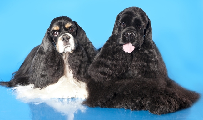cocker spaniel amerykański pielęgnacja cocker spaniela amerykańskiego