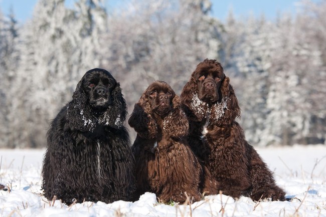 długowłose rasy spanieli cocker spaniel amerykański długowłose rasy spanieli cocker spaniel amerykański