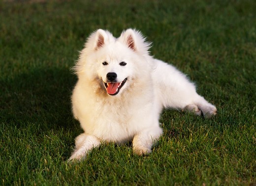 szczeniak america eskimo dog