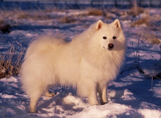 rasa psa american eskimo dog