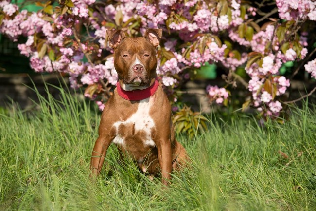 rasy psów agresywnych amerykański pit bull terrier
